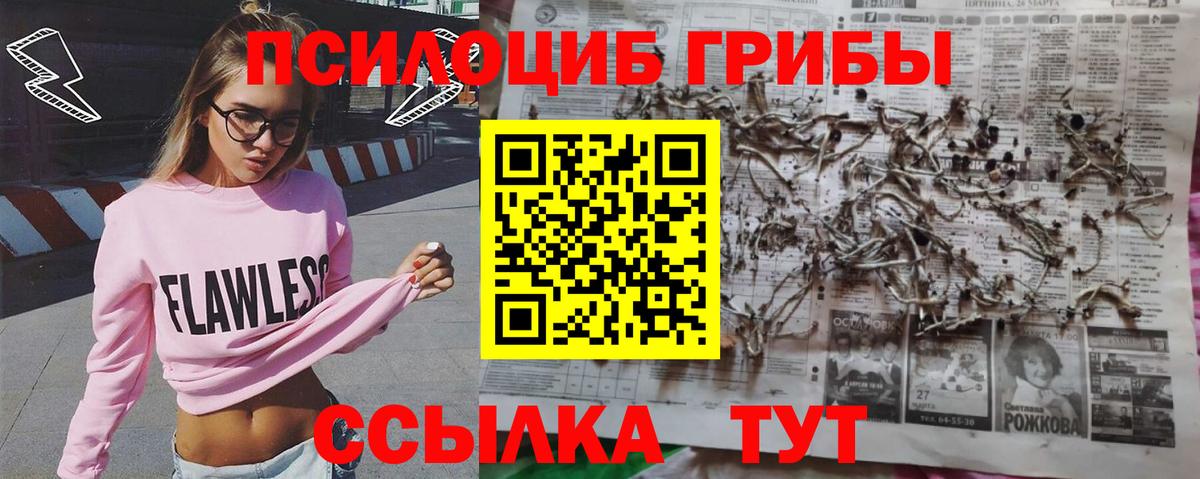 Псилоцибиновые грибы Psilocybe Вязники
